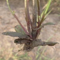 Dopatrium lobelioides (Retz.) Benth.